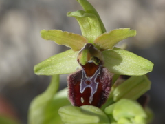 Ophrys sphegodes massiliensis