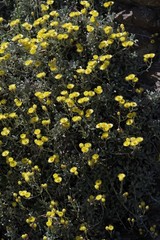 Helichrysum argyrophyllum