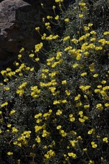 Helichrysum argyrophyllum