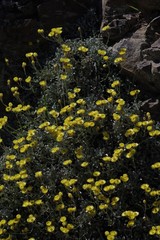 Helichrysum argyrophyllum
