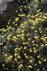 Helichrysum argyrophyllum