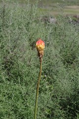 Kniphofia linearifolia