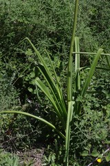 Kniphofia linearifolia