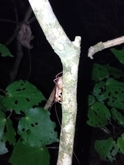 Hemiandrus pallitarsis