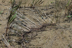 Juncus balticus littoralis