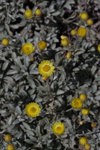 Amatola