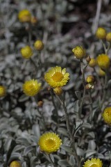 Helichrysum argyrophyllum