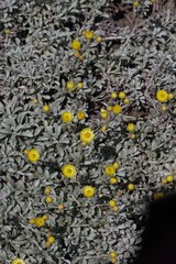 Helichrysum argyrophyllum