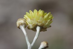 Helichrysum argyrophyllum