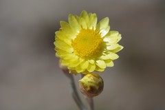 Helichrysum argyrophyllum