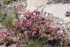 Crassula obovata