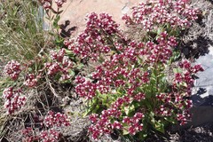 Crassula obovata