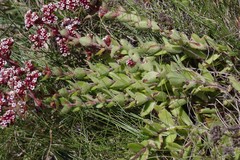 Crassula obovata