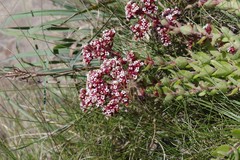 Crassula obovata