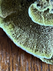 Fungi