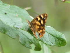 Heteronympha solandri
