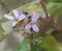 Cakile edentula edentula