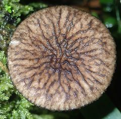 Pluteus perroseus