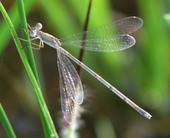 Lestes pallidus