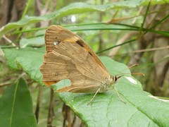 Heteronympha solandri