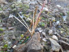 Epilobium pernitens