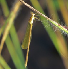 Lestes pallidus