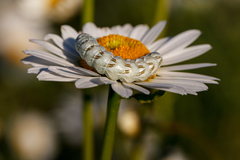 Cucullia chamomillae