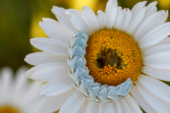 Cucullia chamomillae