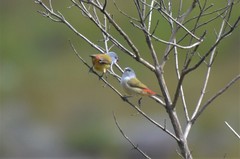 Coccopygia quartinia