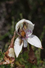 Philoliche aethiopica