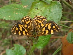 Oreixenica kershawi