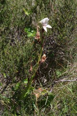 Disa crassicornis