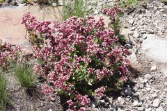 Crassula obovata