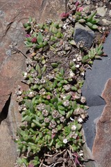 Delosperma katbergense