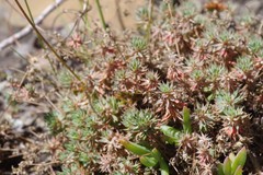 Psammotropha