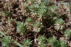 Psammotropha