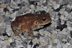 Bufo