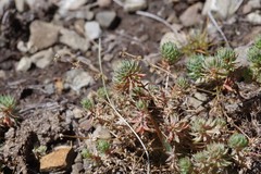 Psammotropha