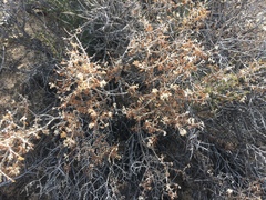 Fendlerella utahensis