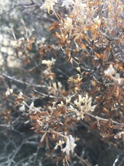 Fendlerella utahensis