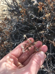 Fendlerella utahensis