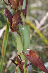 Disa crassicornis