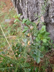 Asparagus acutifolius