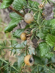 Asparagus acutifolius