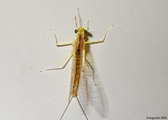 Stenacron interpunctatum interpunctatum