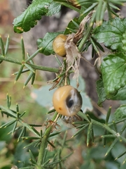 Asparagus acutifolius