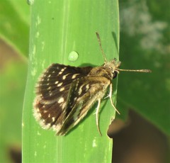 Carcharodina