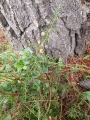 Asparagus acutifolius