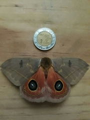 Automeris oaxacensis