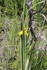 Moraea reticulata